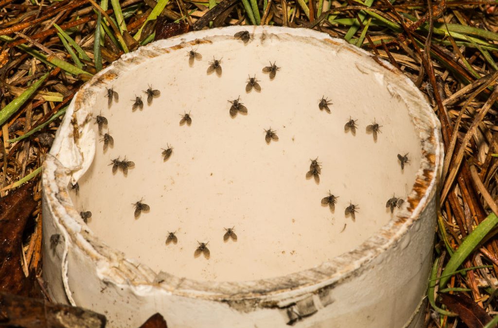 how to get rid of drain flies